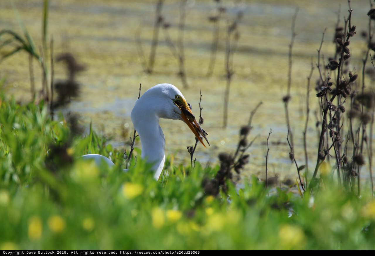 Great Egret Hunting with Fresh Catch at Wetland