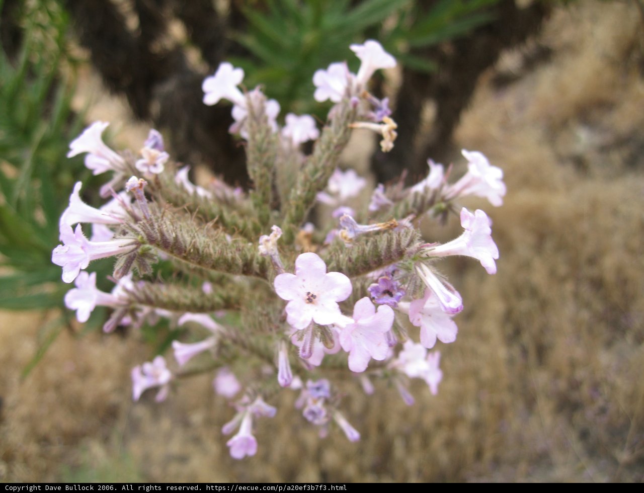 A Geranium with Acanthaceae Petals in the Desert