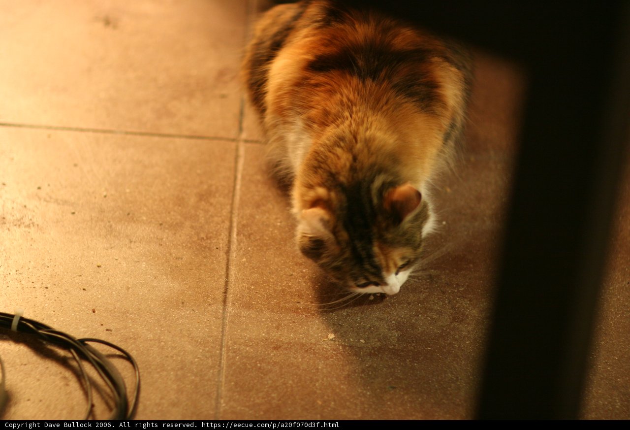 Feline Investigation