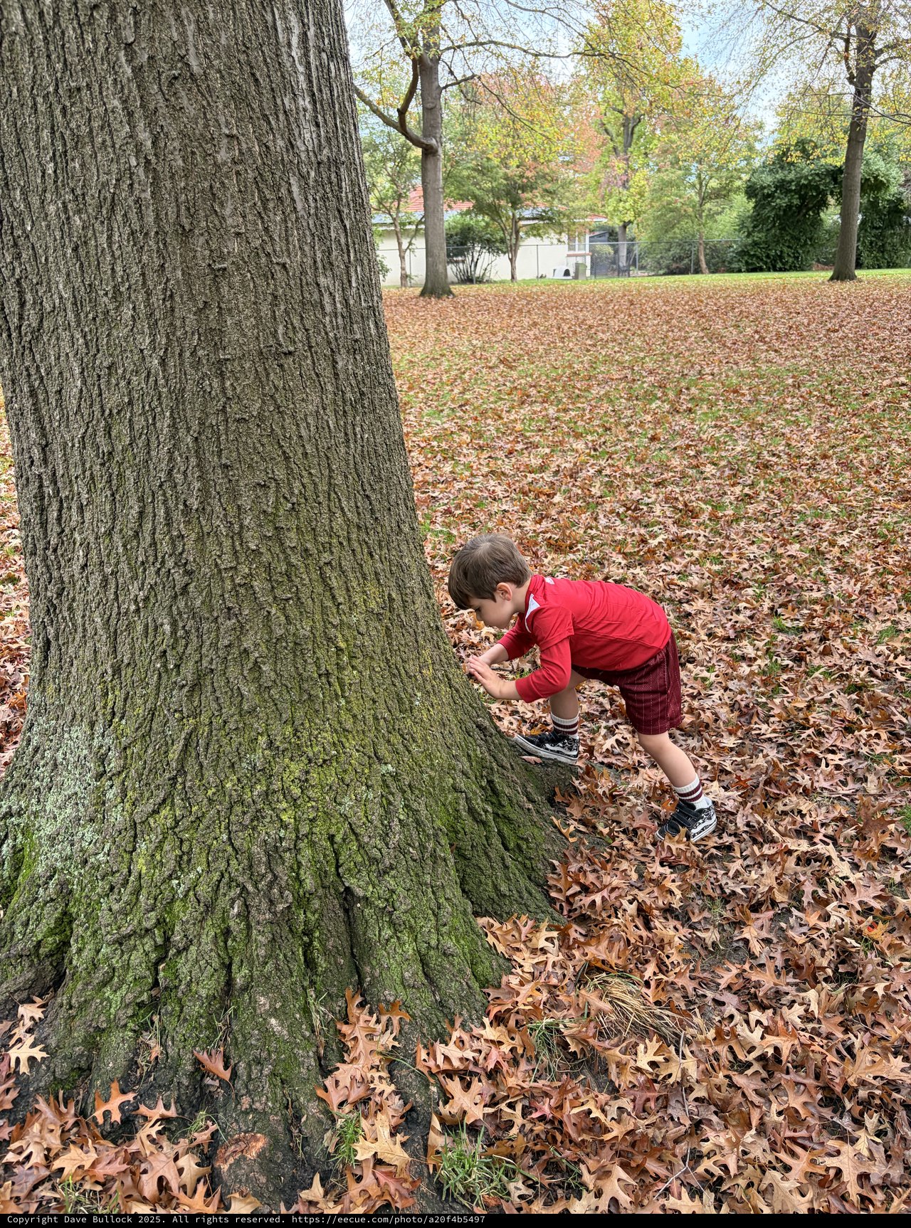 Child Playing Hide and Seek Behind Tree in Autumn Park