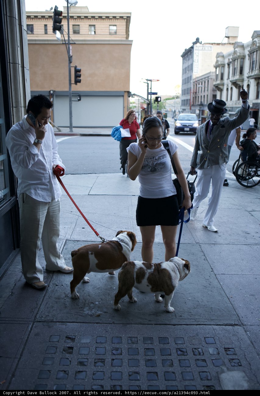 A Walk with Canine Companions