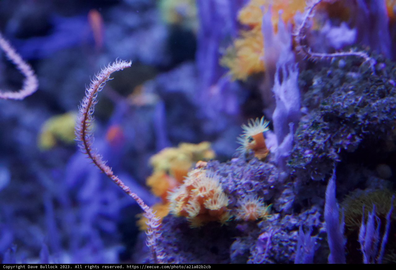 Vibrant Underwater Oasis: A Journey into Coral Reefs