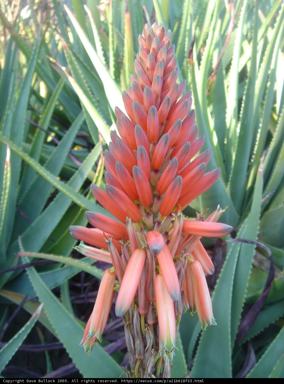 Red Blossoms of a Plant