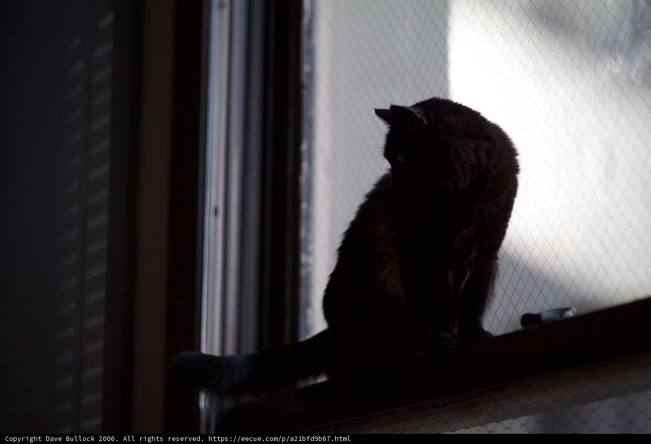 Shadowy Companion