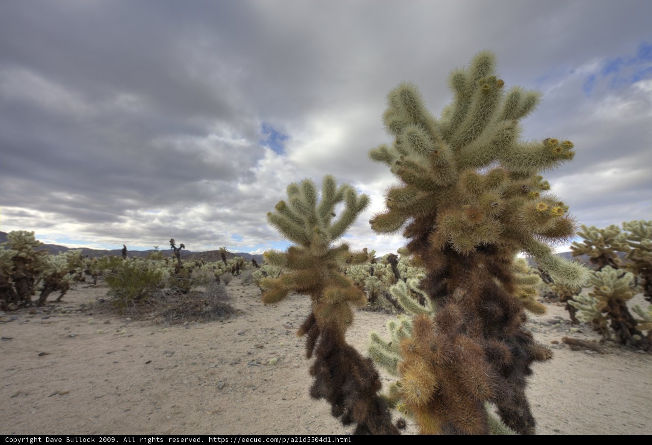 A Serene Desert Landscape