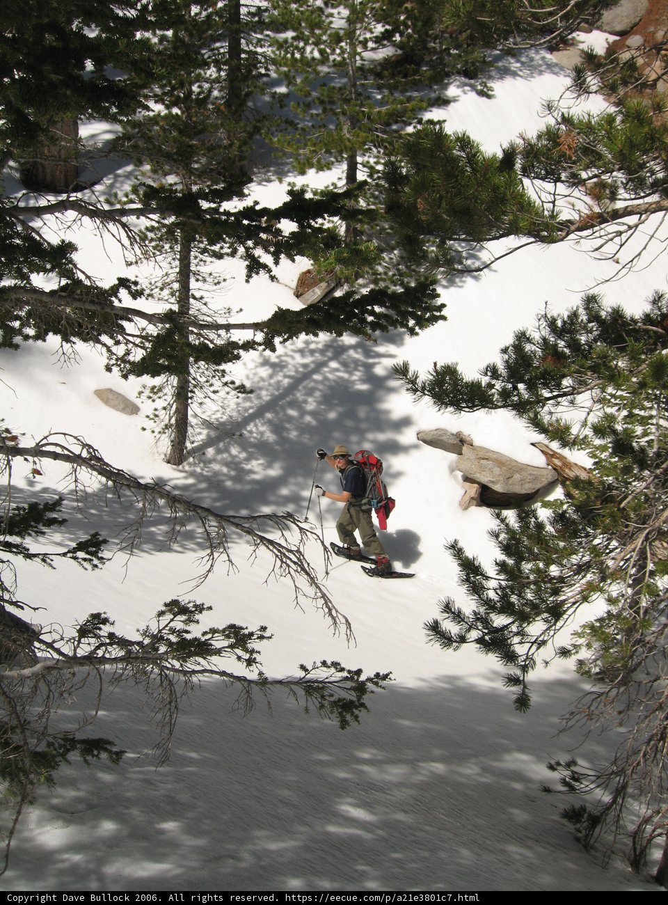 Snowboarding Adventure in the Coniferous Wilderness