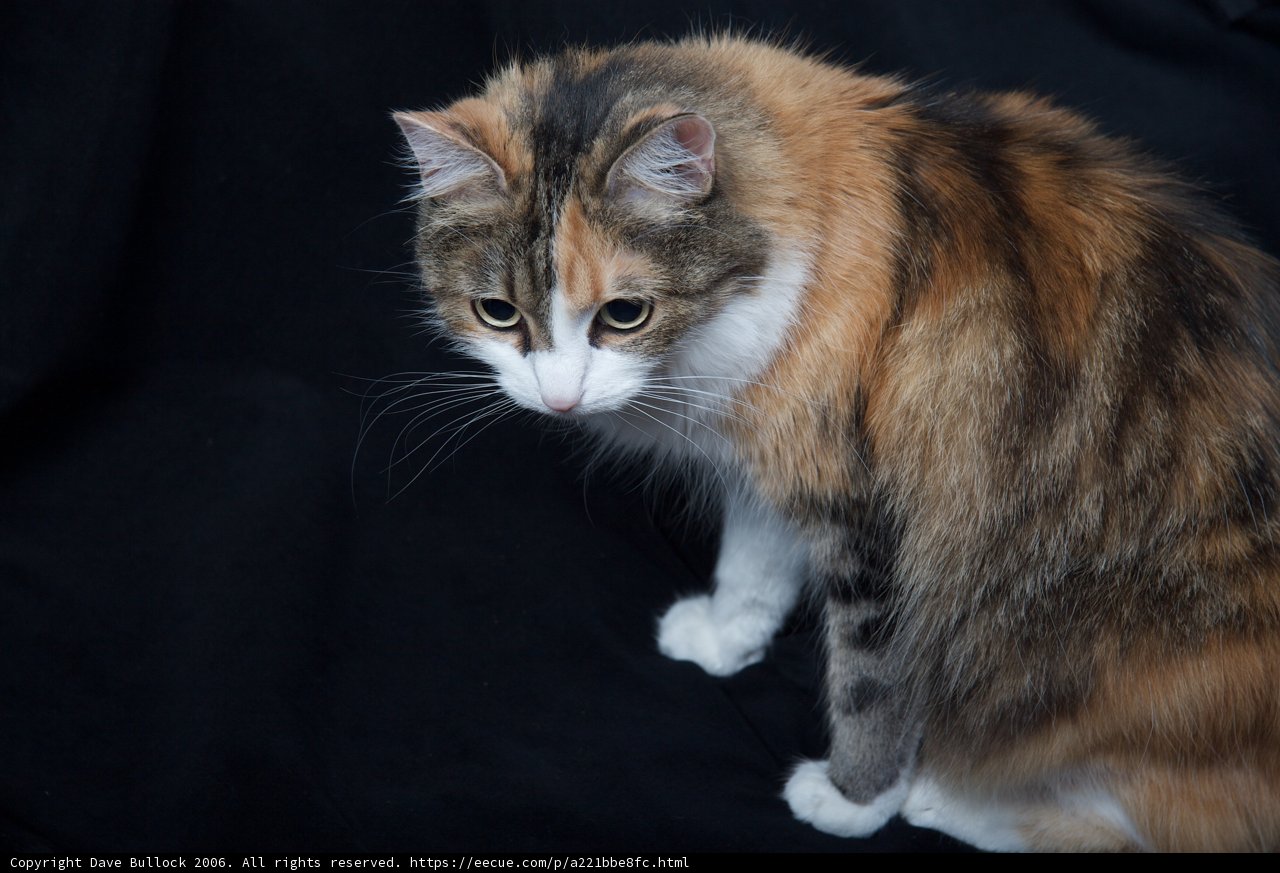 Calico Beauty