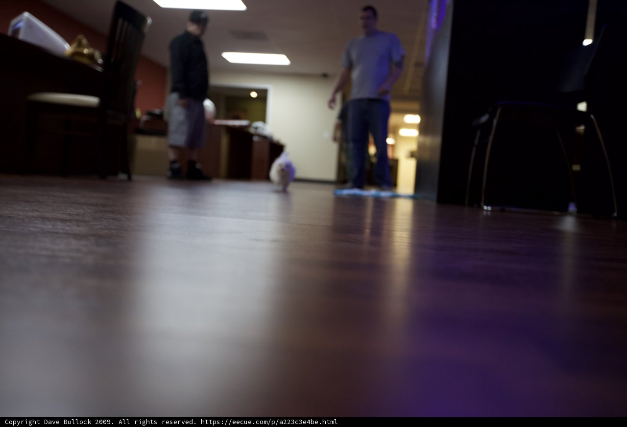 Man and Dog in a Cozy Hardwood Room