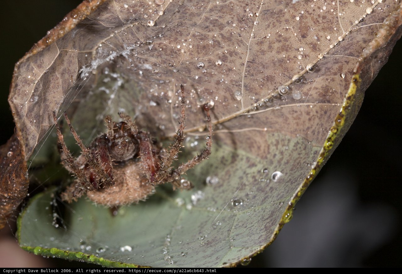 Garden Spider on a Leaf