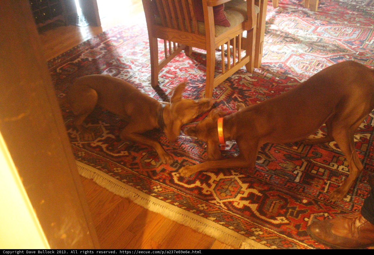 Two Canine Companions on a Cozy Hardwood Rug