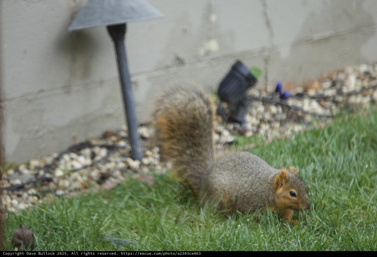 Fox Squirrel Foraging in Suburban Backyard Garden