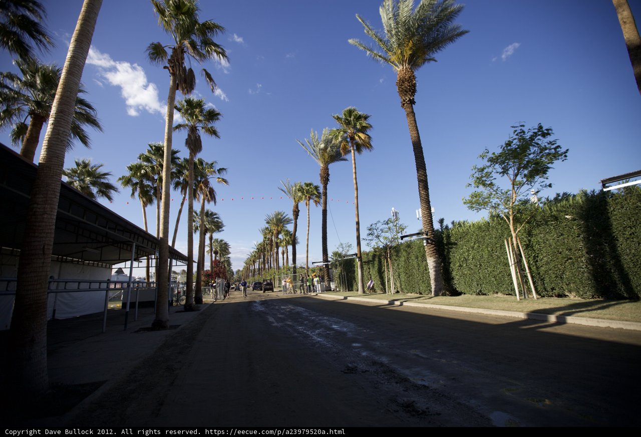 Summer Vibes on the Palm-lined Street