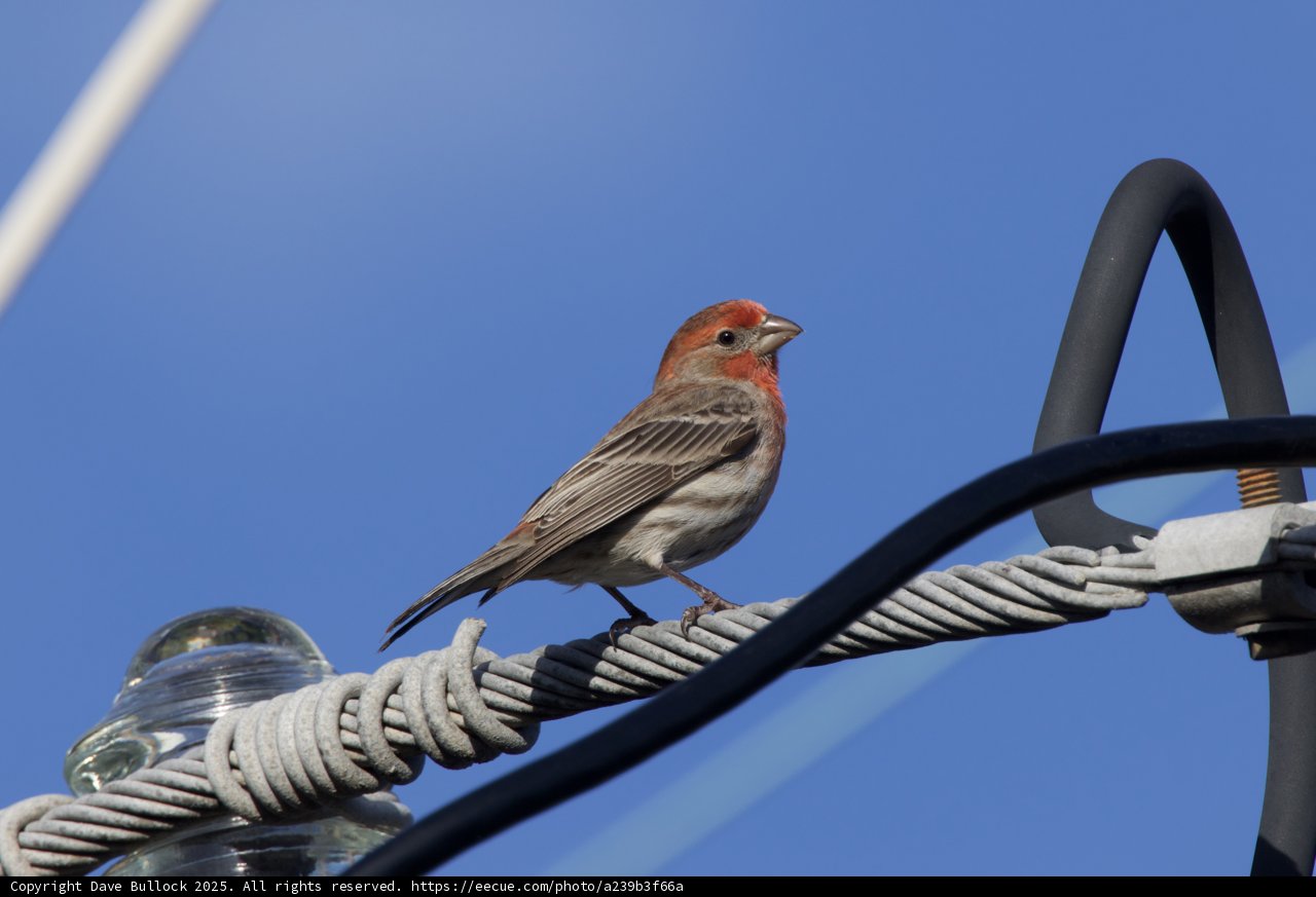 Perched Beauty: A Finch's Moment