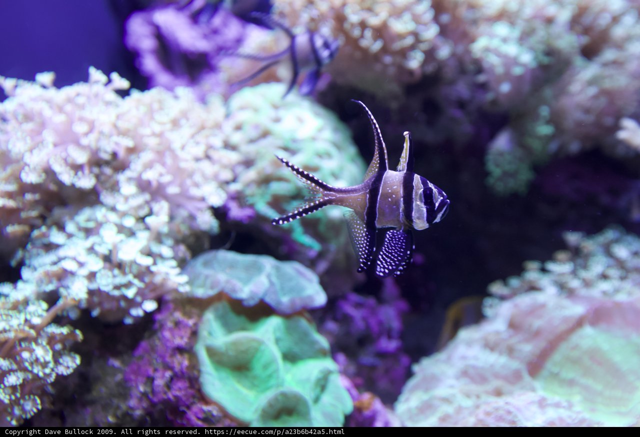 Striped Fish in an Aquarium
