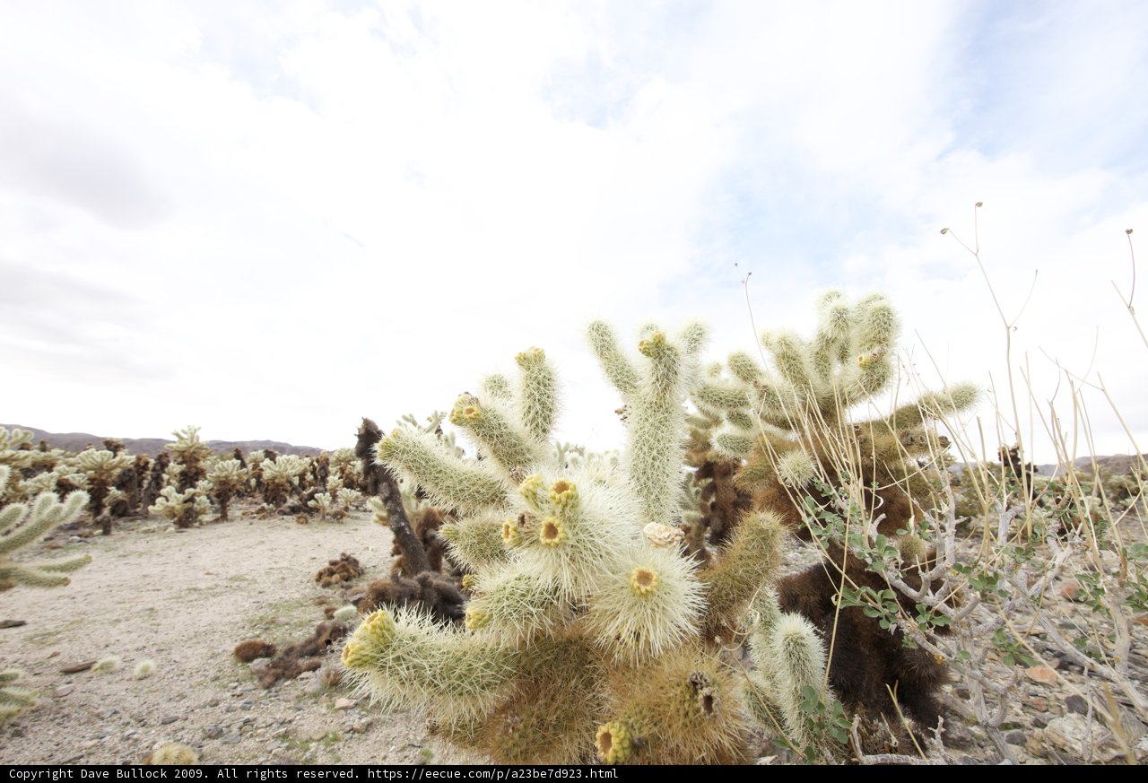 Cactus Wonders
