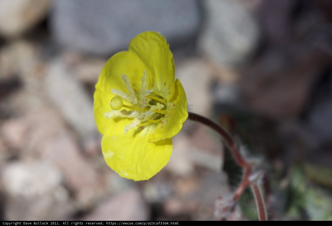 A vibrant yellow geranium in a rocky landscape