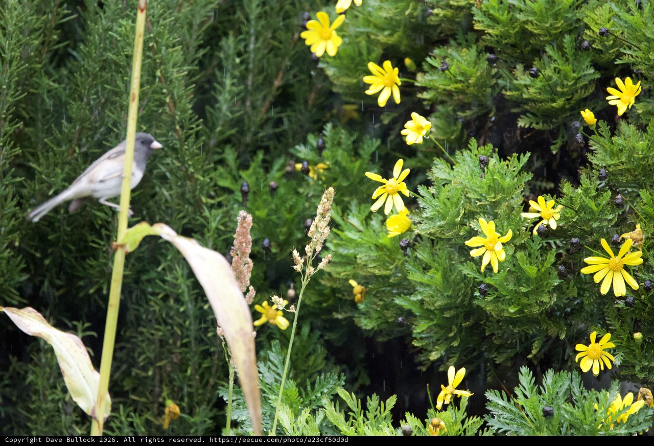 Bird Among Yellow Wildflowers and Evergreen Foliage