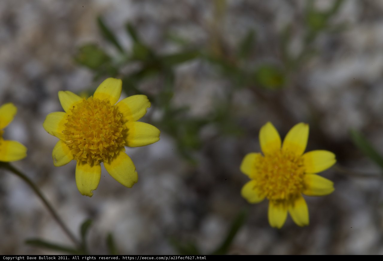 Desert Daisy Delight
