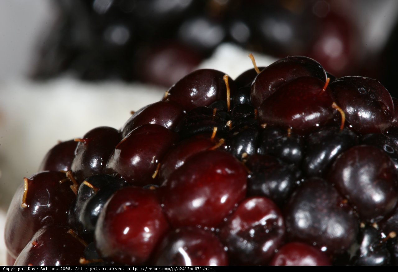 Juicy Blackberries