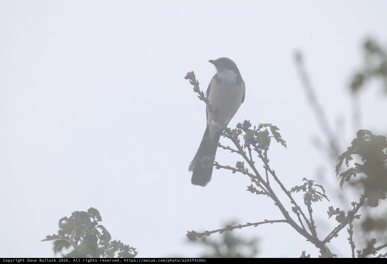 Silhouetted Bird Perched on Bare Branch in Misty Light