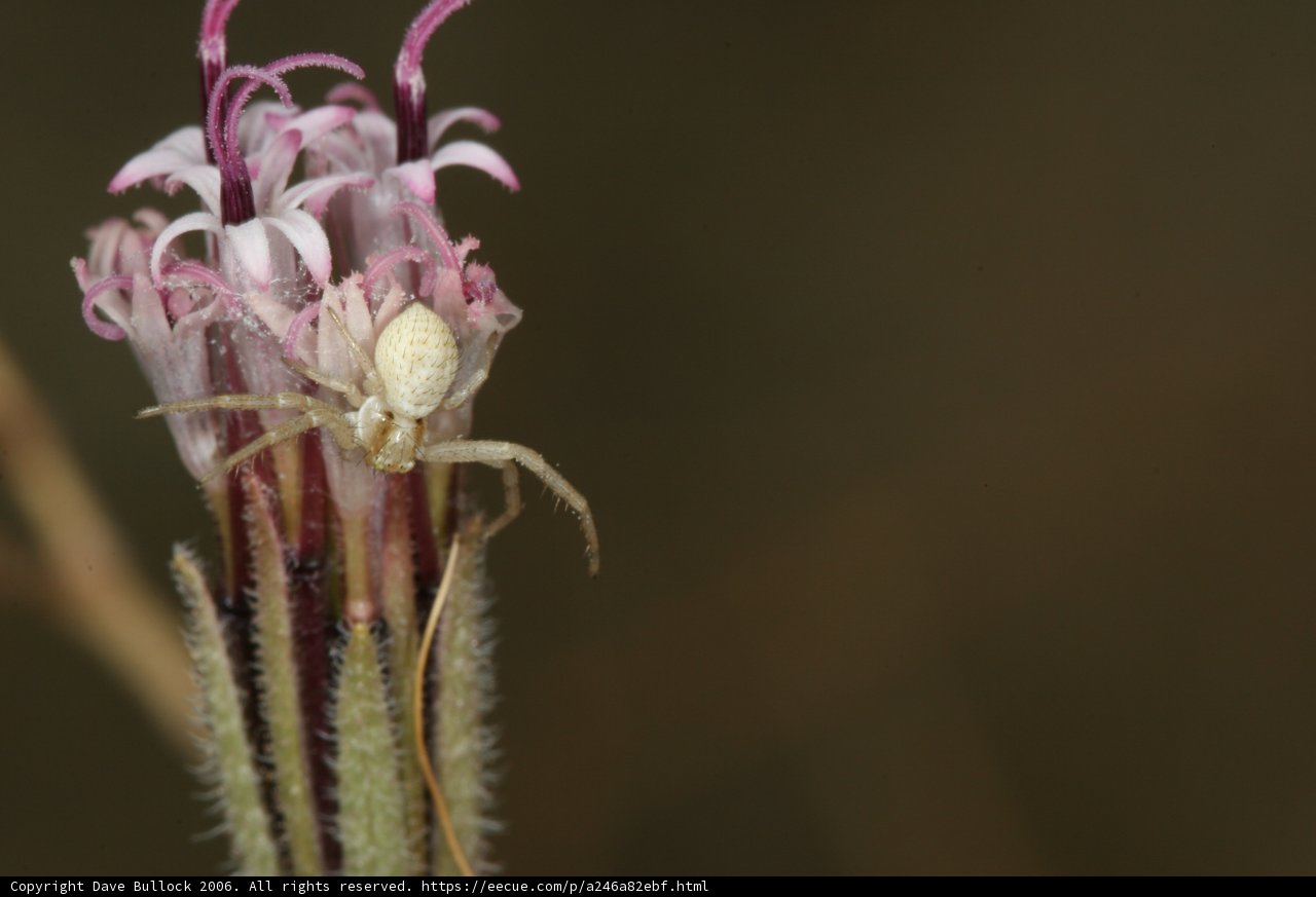 Garden Spider on a Desert Flower