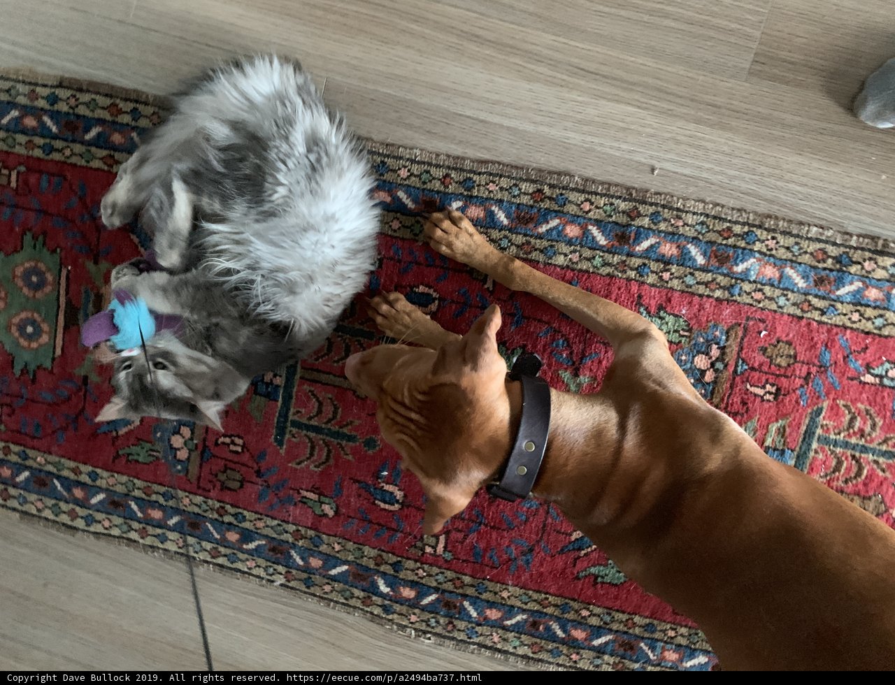 Playtime on the Hardwood