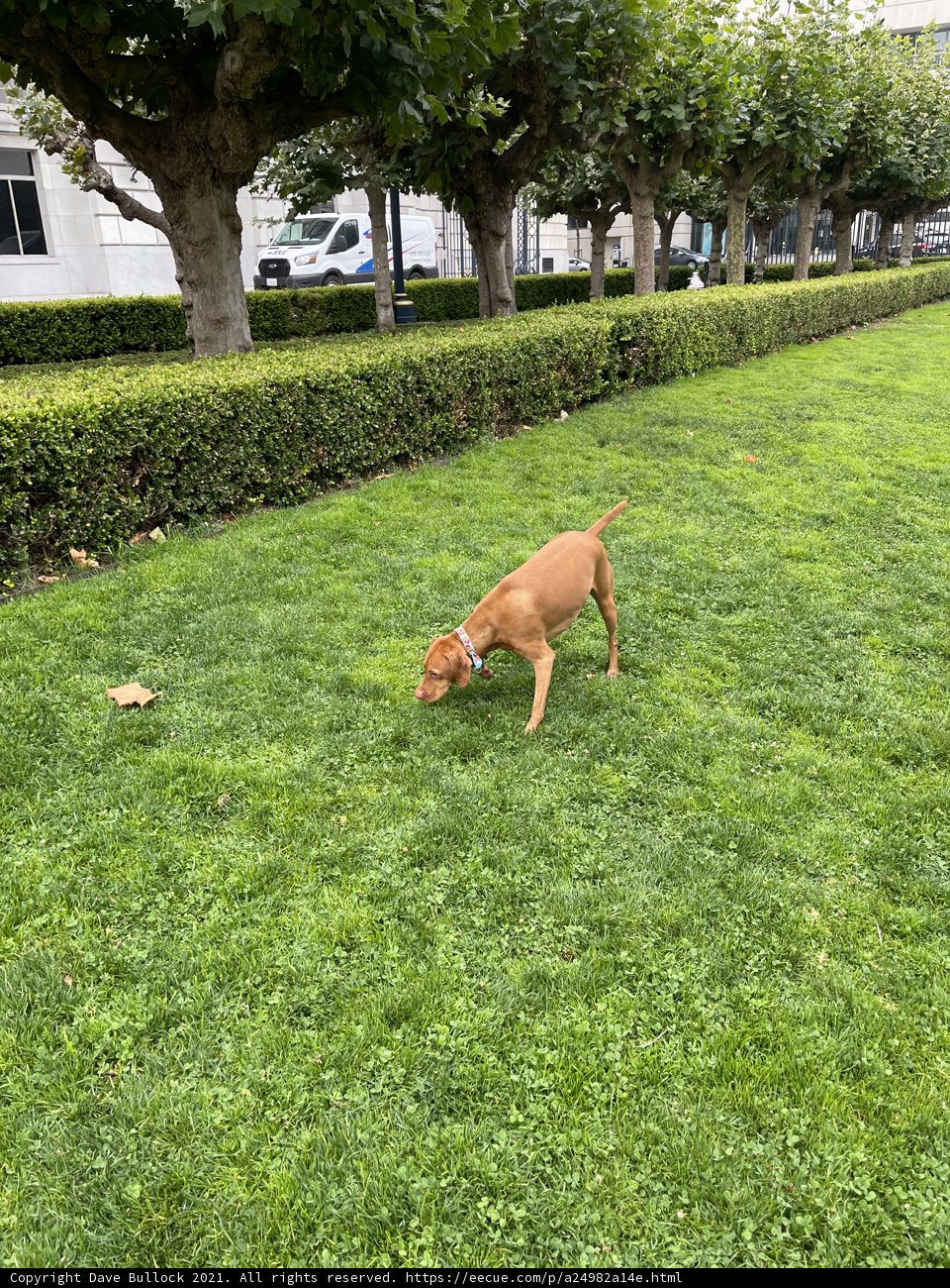 A Pawsome Day at Veterans Memorial Park