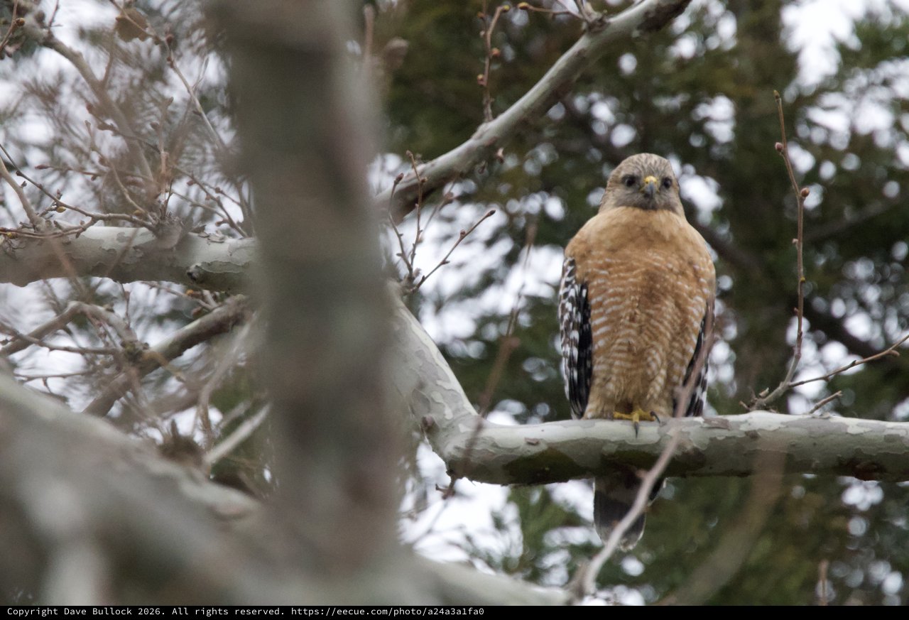 Red-Shouldered Hawk Perched on Snowy Winter Branch