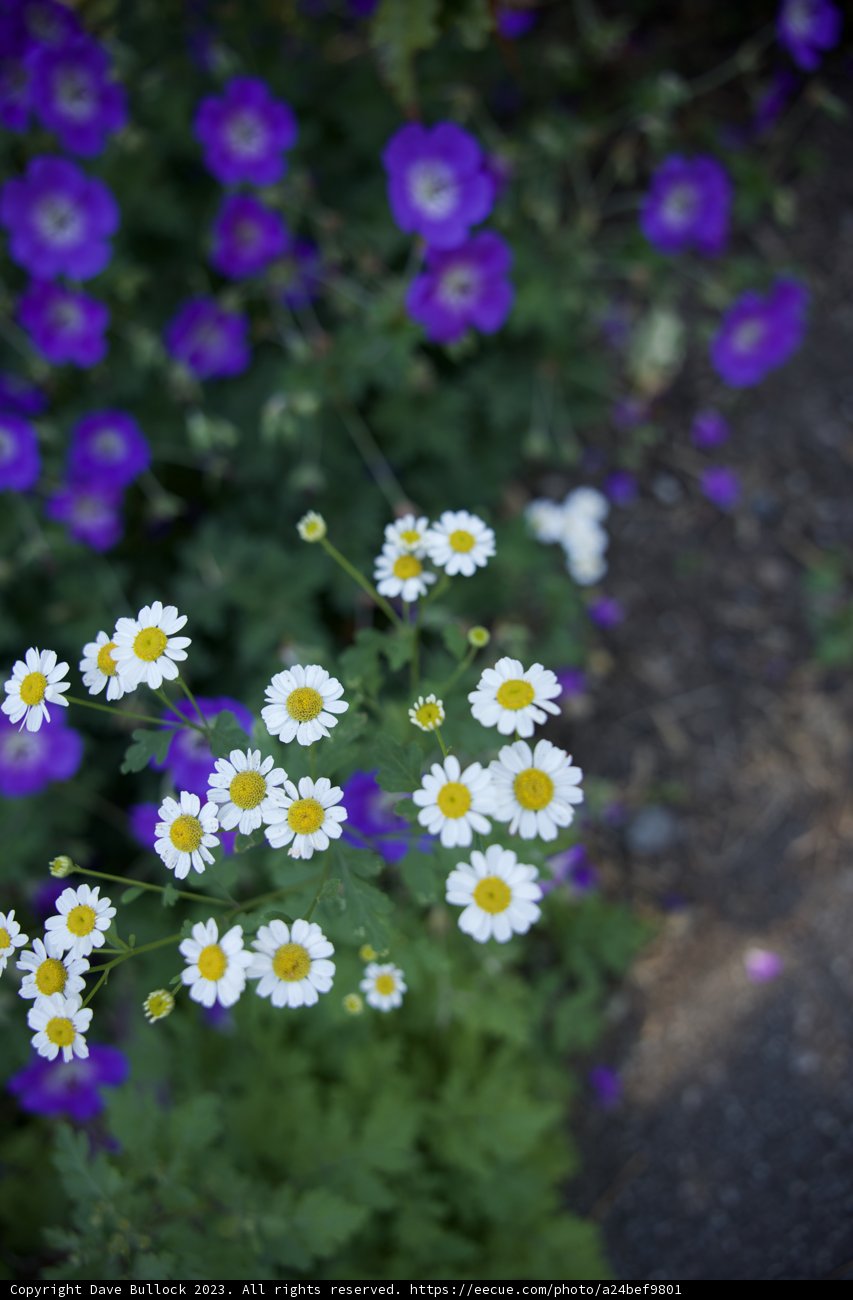 A Blooming Symphony in San Francisco