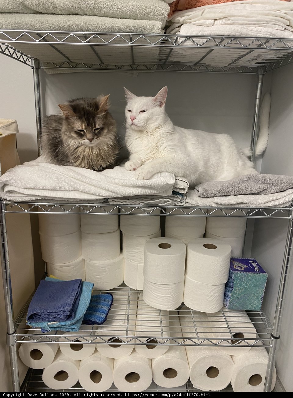 Feline Roommates on a Shelf