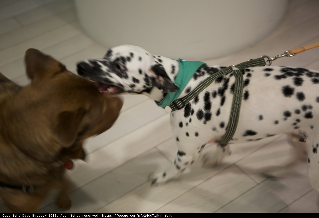 Green Collar Dalmatian