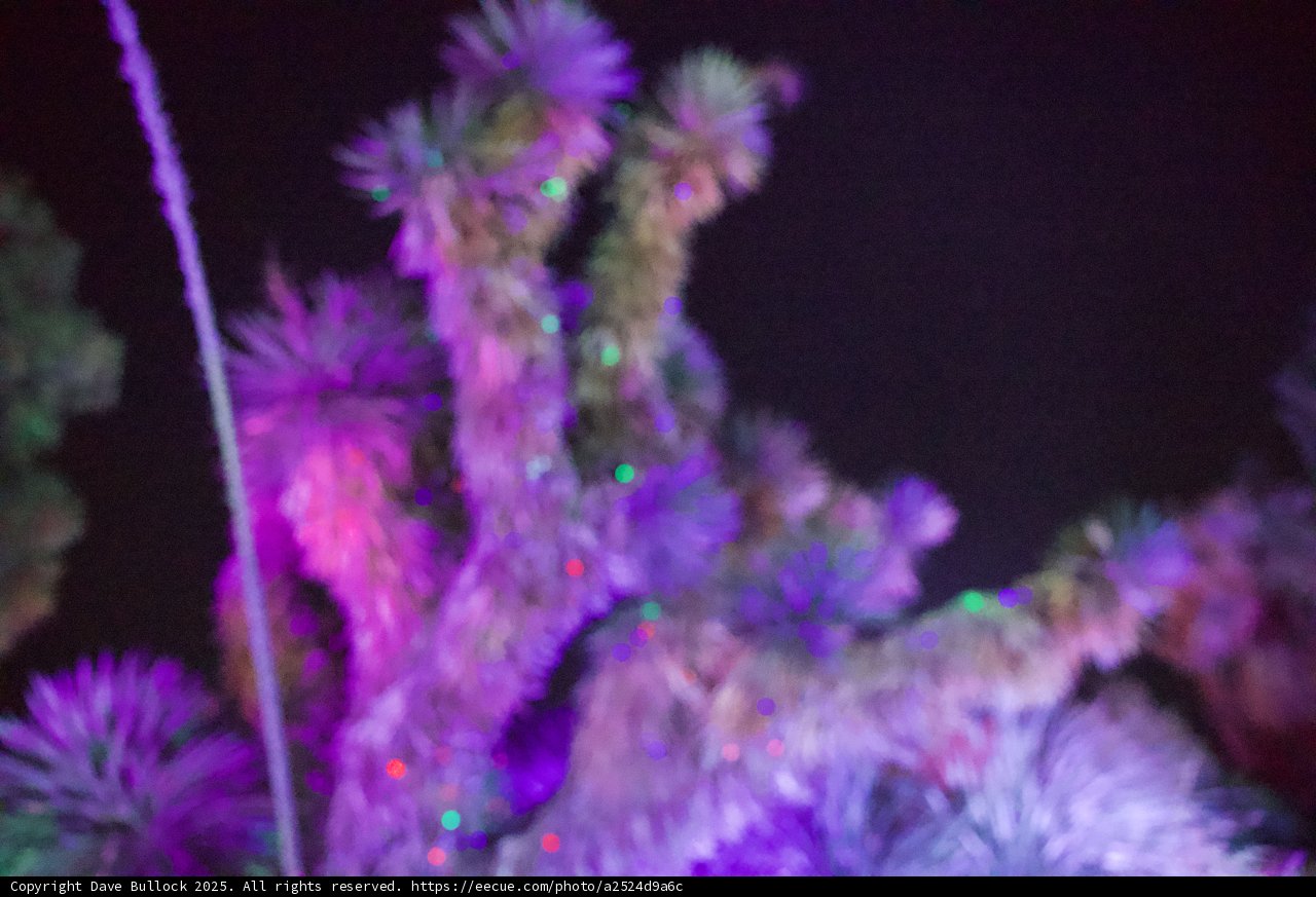 Enchanted Illuminations