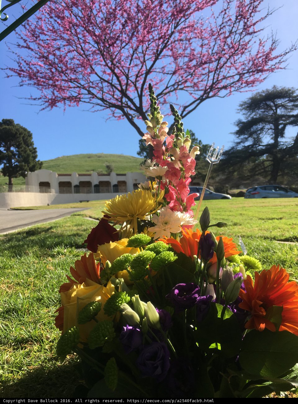 Serenity in Bloom
