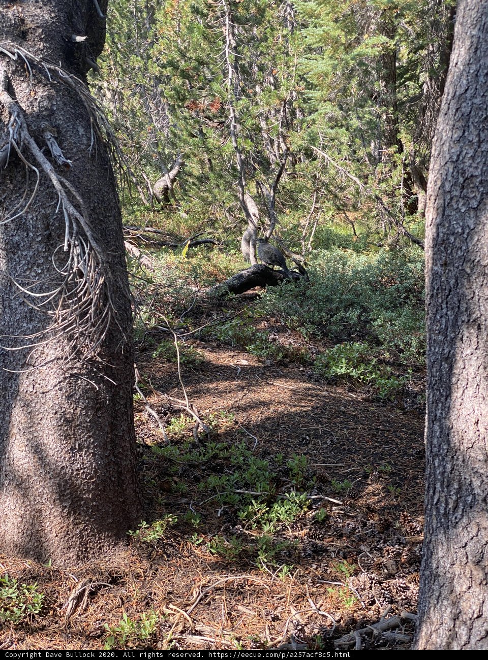 A Bear in the Woodland