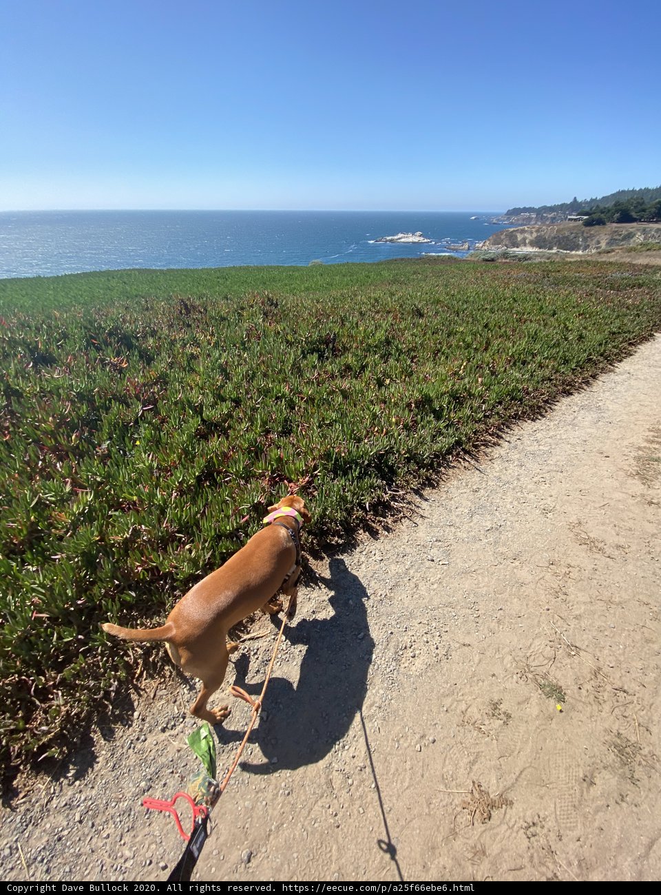Canine Stroll Along the Coastal Path