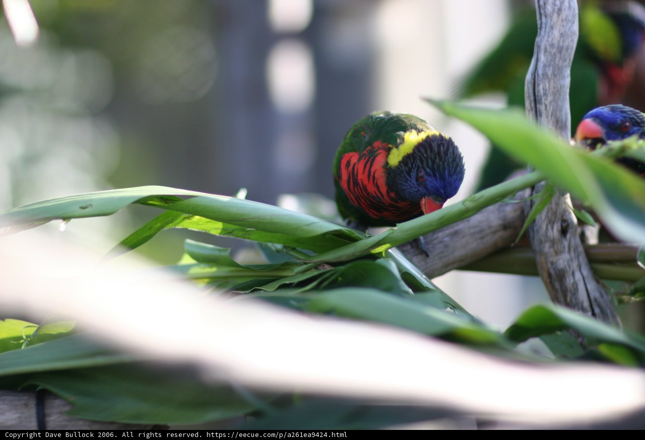 Colorful Birds on a Branch