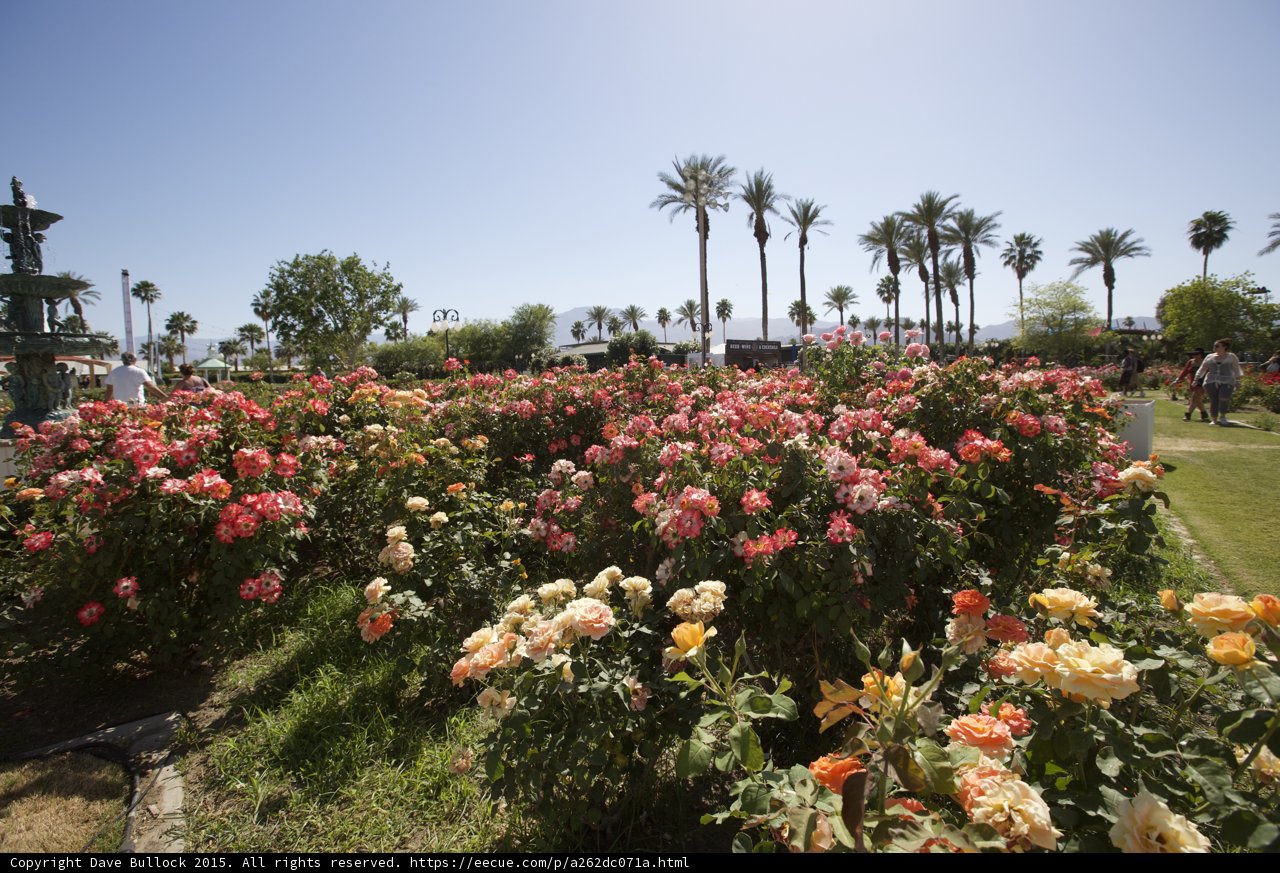 A Garden Oasis at Coachella
