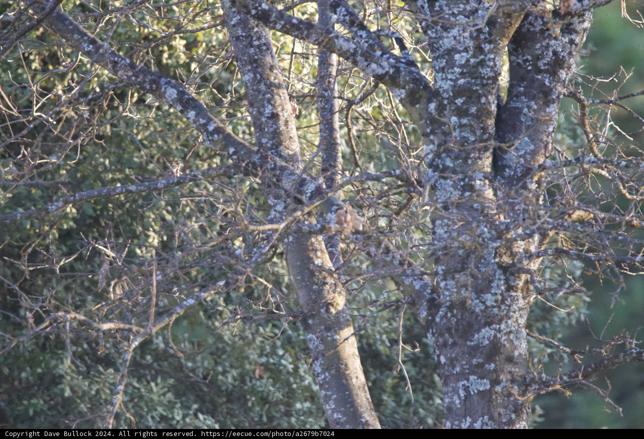 Whispering Branches of Winter
