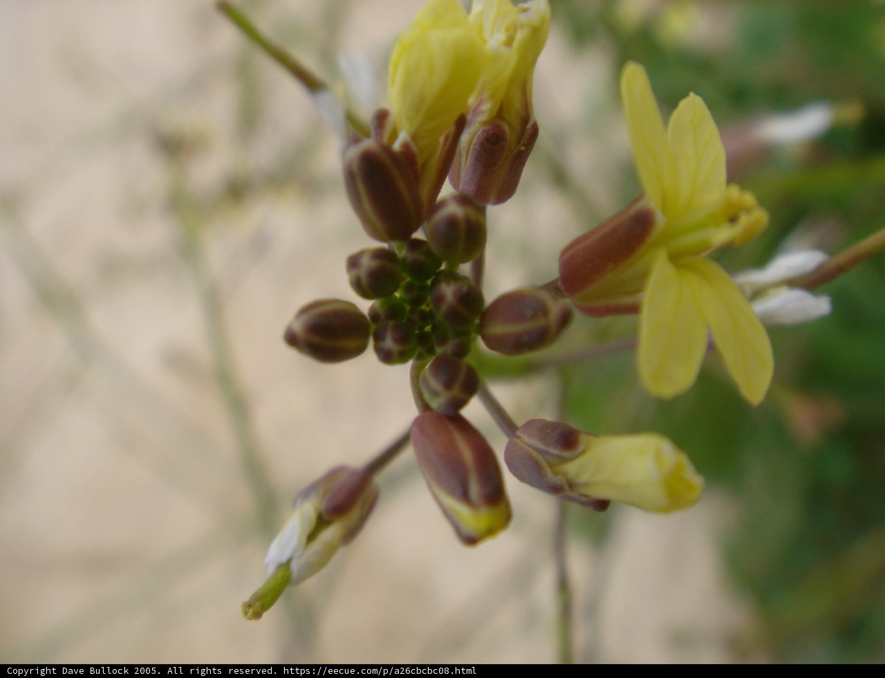 Blooming Orchid