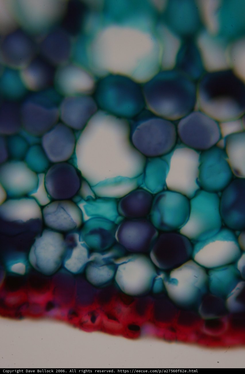 Mesmerizing Blue and Red Fractal Sphere