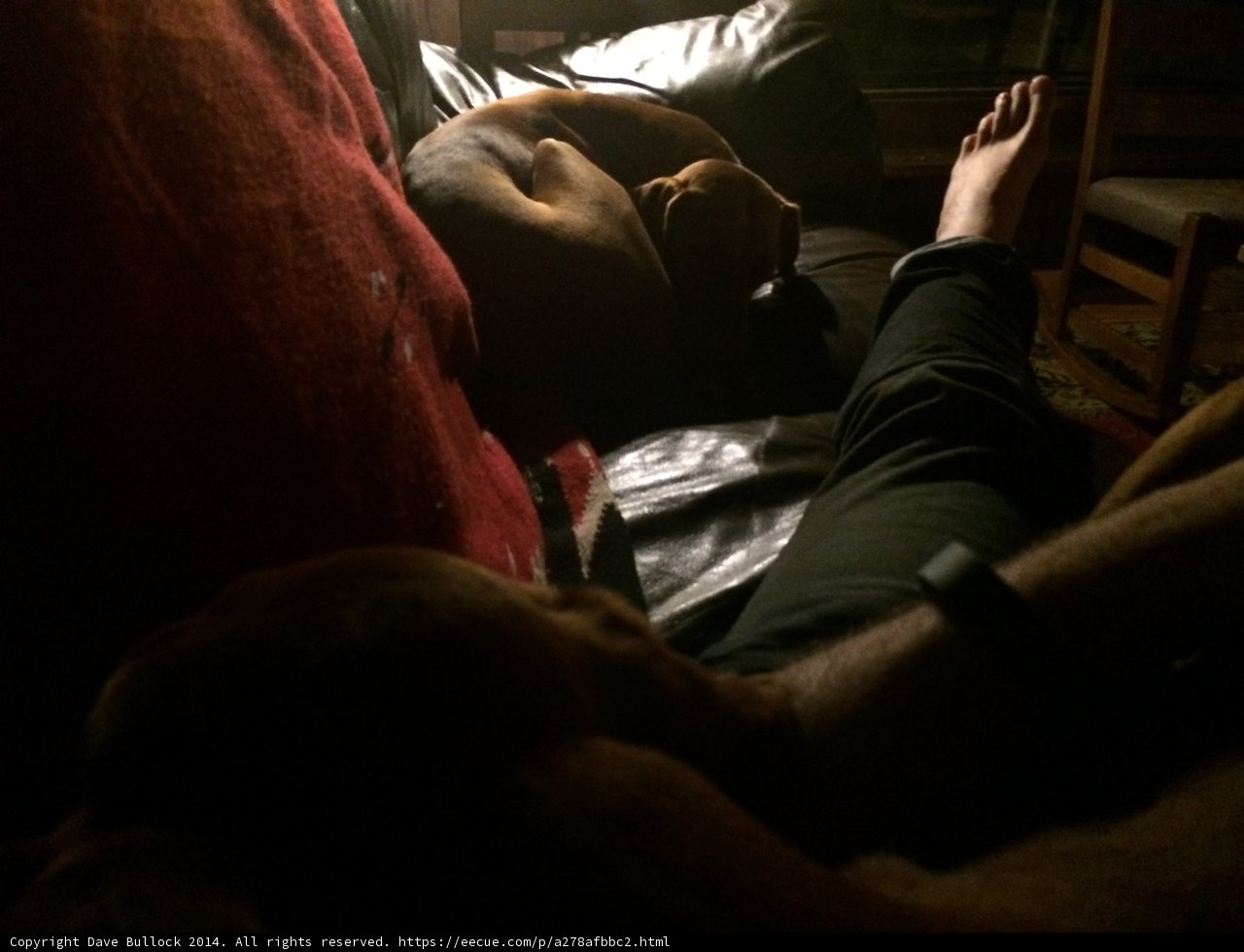 Cozy Nap Time with Furry Companion