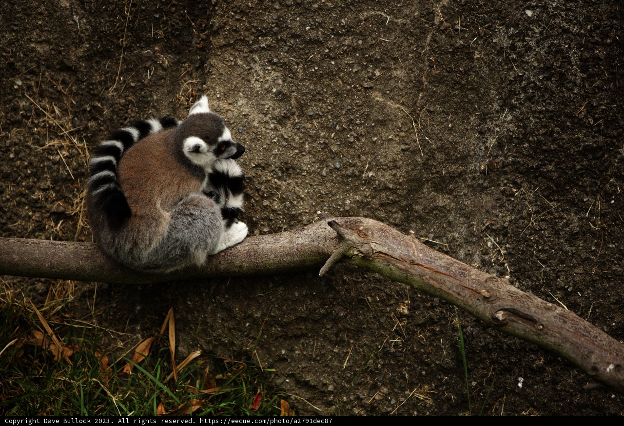 The Majestic Lemur Pose