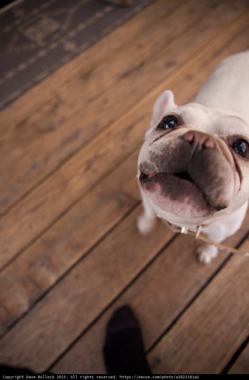 The Bulldog's Gaze
