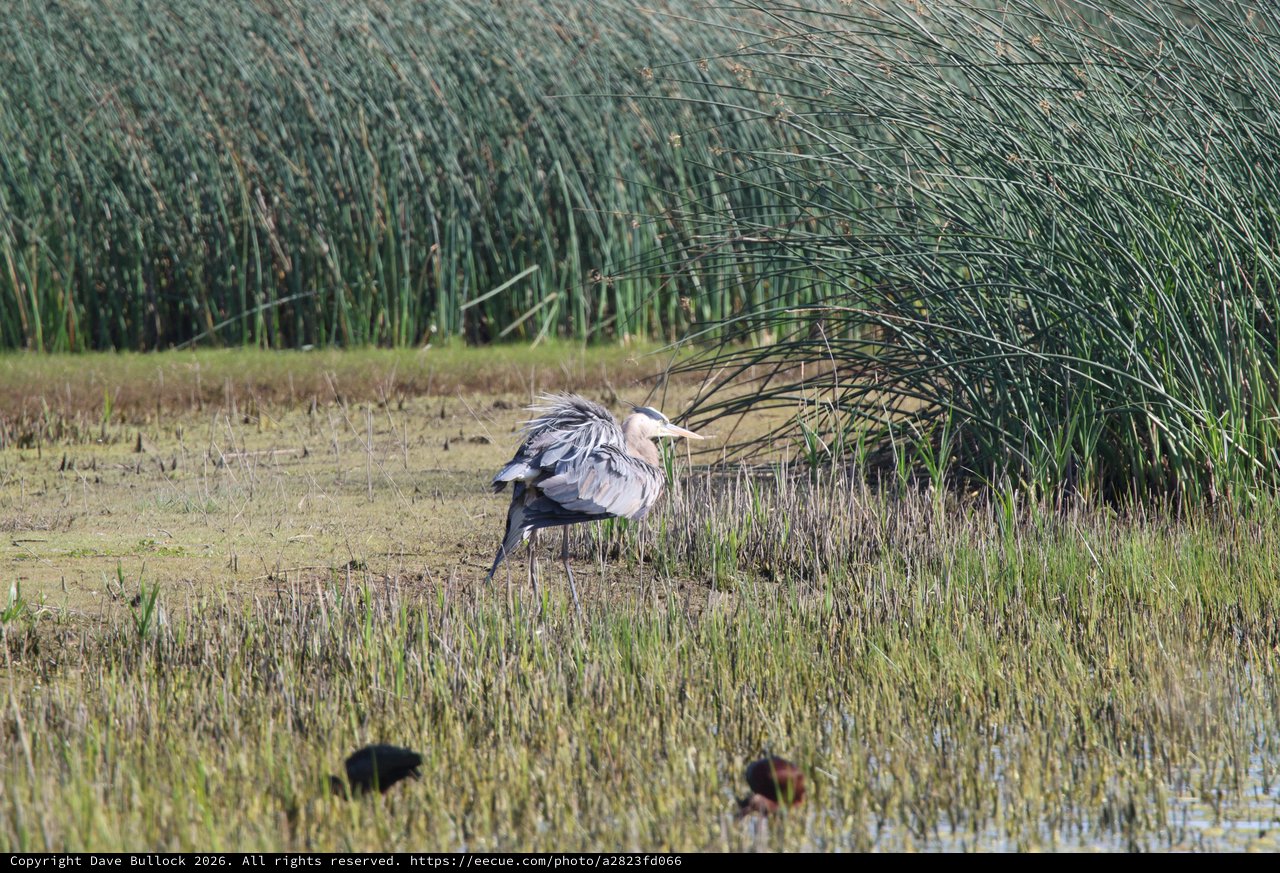 Great Blue Heron Hunting in Wetland Marsh