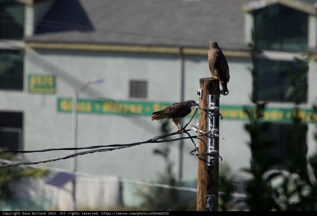 Duo of Serenity: Guardians of the Sky