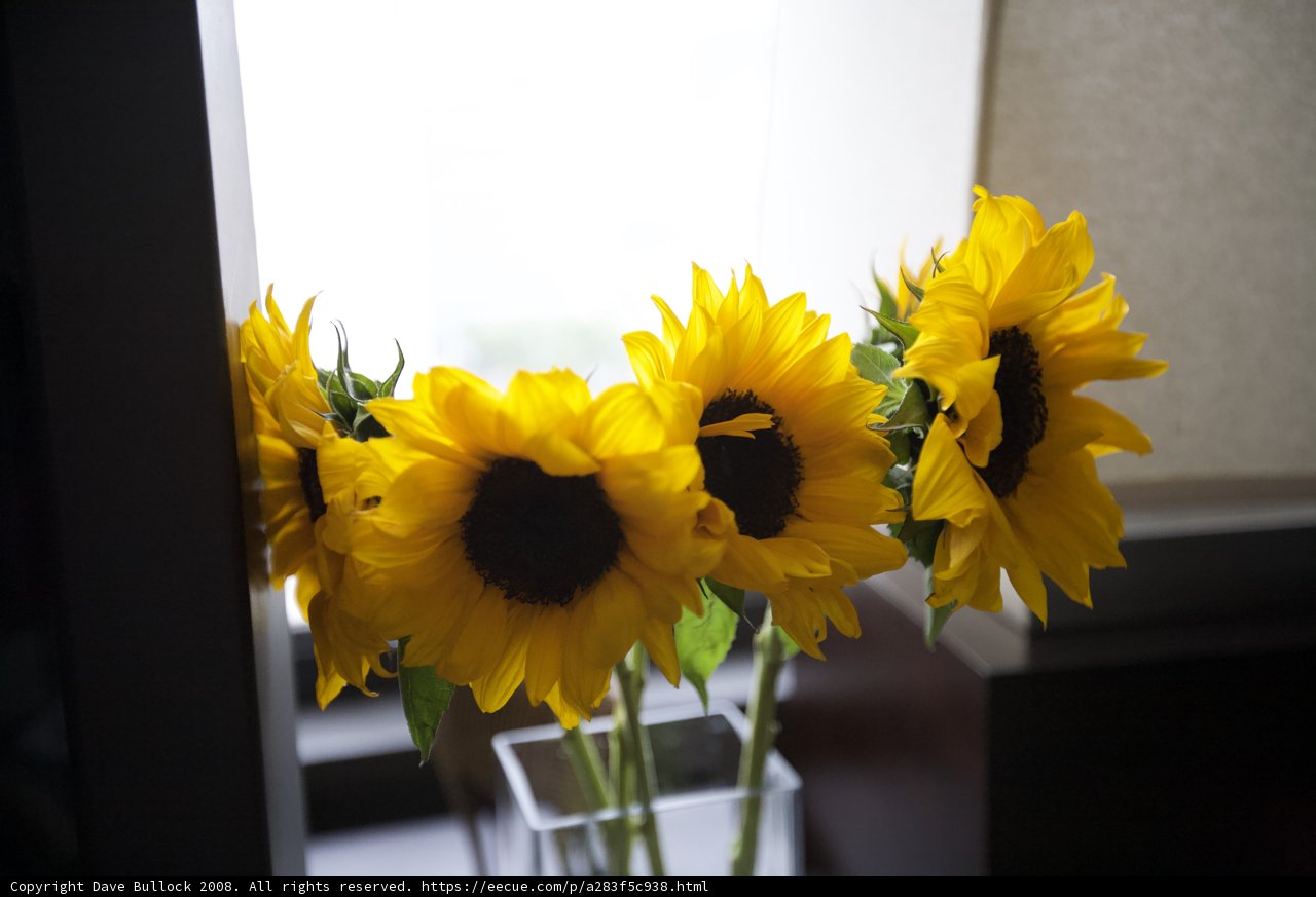 Sunflowers in Bloom