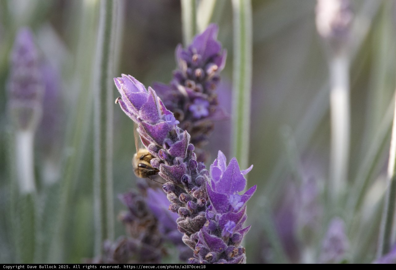 Lavender Harmony