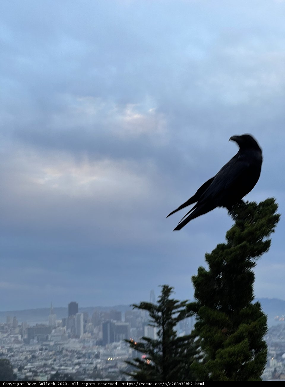 Crow's View of the Urban Landscape