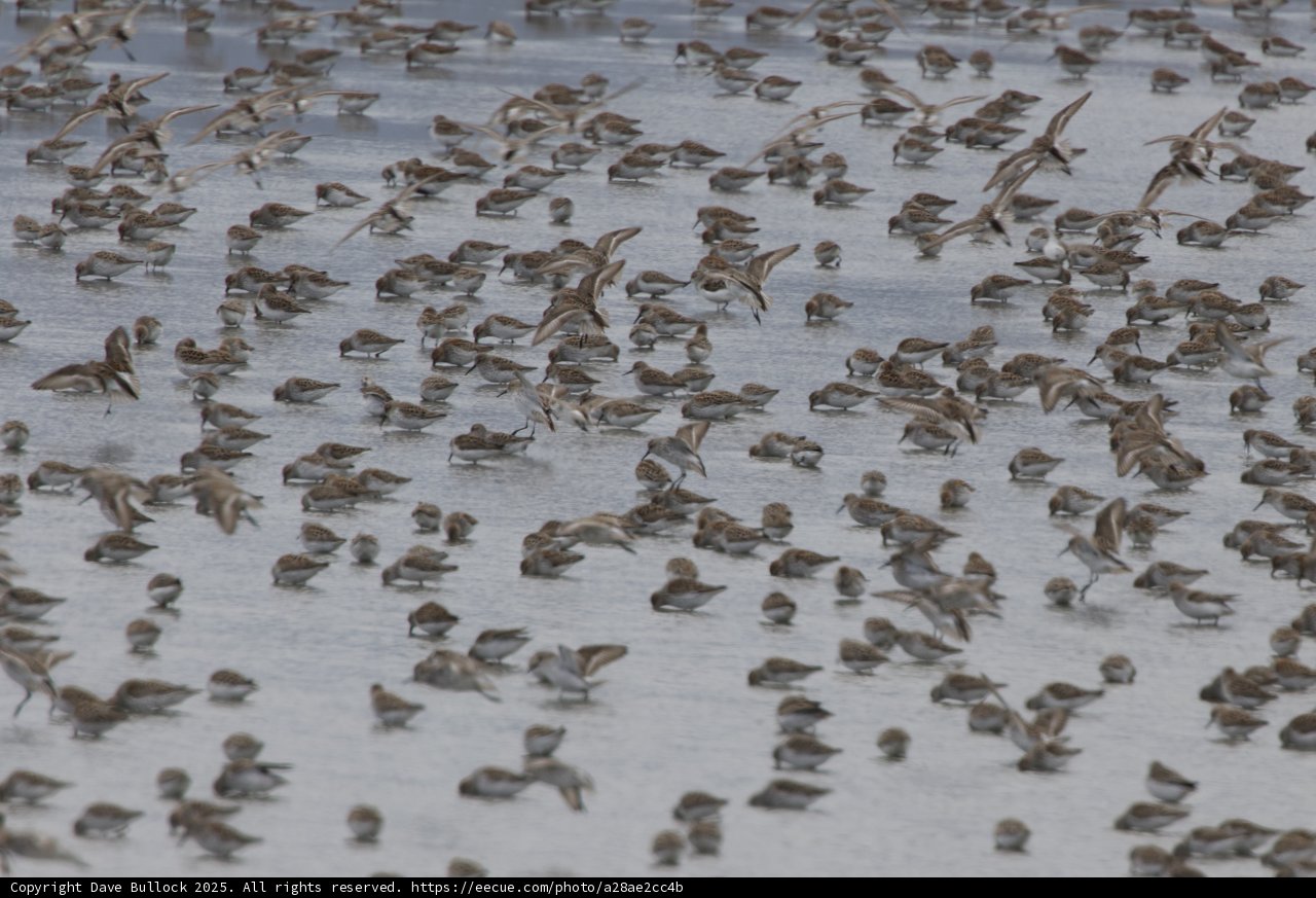 Gathering of Wings