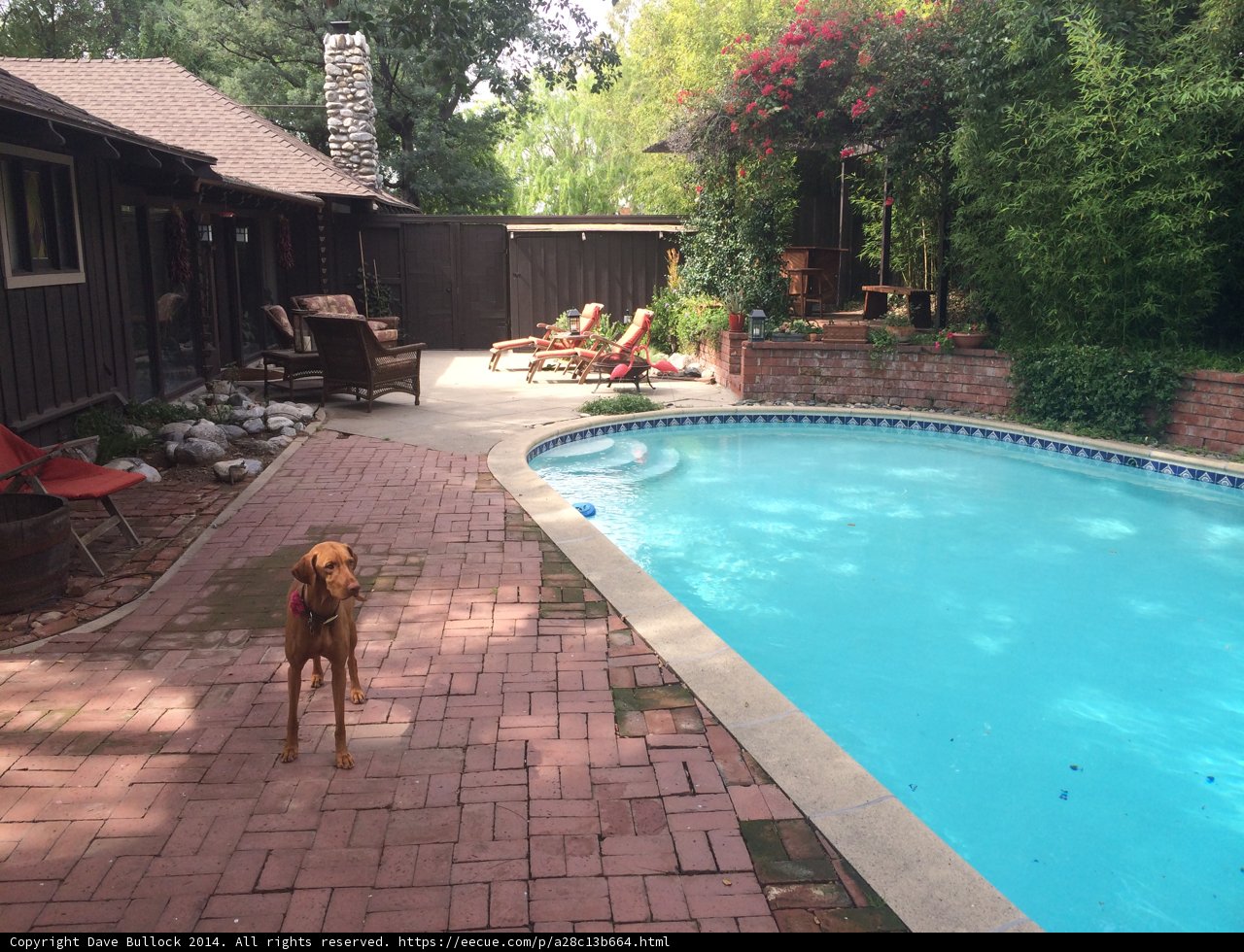Poolside Pooch